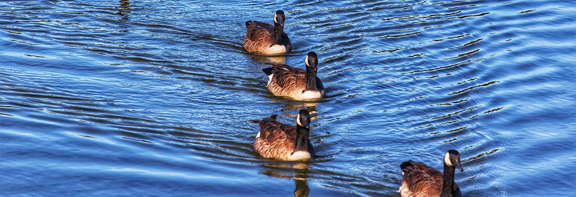 Ducks-on-water-min